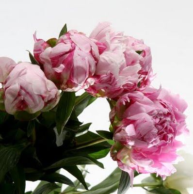 pivoines hypnose